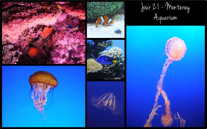 2013 - OA - J21 - Aquarium
